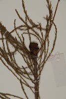 柳杉藏品圖，第3張