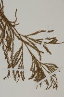 柳杉藏品圖，第4張