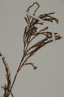 柳杉藏品圖，第5張