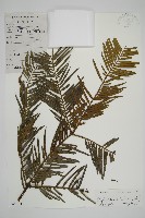 三尖杉藏品圖，第1張