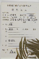 三尖杉藏品圖，第2張