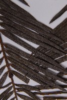 三尖杉藏品圖，第3張