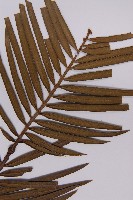 三尖杉藏品圖，第4張