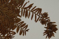 登錄號:G001044藏品圖，第3張