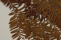 登錄號:G001044藏品圖，第4張