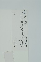 小葉買麻藤藏品圖，第2張