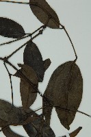 小葉買麻藤藏品圖，第4張