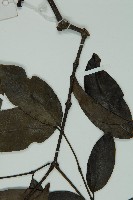 小葉買麻藤藏品圖，第5張