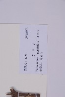 百日青藏品圖，第2張