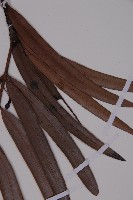 百日青藏品圖，第3張