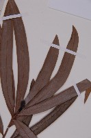 百日青藏品圖，第4張