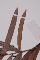 百日青藏品圖，第5張