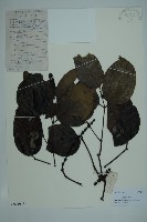 羅浮買麻藤藏品圖，第1張