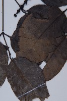 羅浮買麻藤藏品圖，第4張