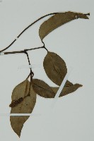 小葉買麻藤藏品圖，第3張