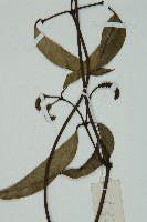 小葉買麻藤藏品圖，第4張