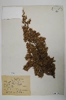 龍柏藏品圖，第1張