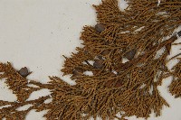 龍柏藏品圖，第3張