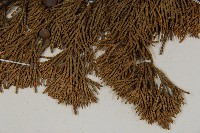 龍柏藏品圖，第4張