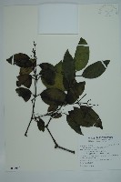 羅浮買麻藤藏品圖，第1張