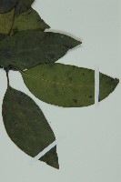 羅浮買麻藤藏品圖，第3張