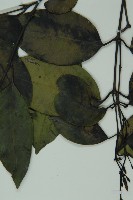 羅浮買麻藤藏品圖，第4張