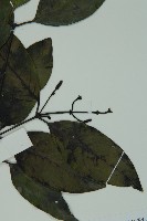 羅浮買麻藤藏品圖，第5張