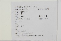 三尖杉藏品圖，第2張