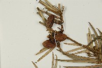 三尖杉藏品圖，第4張