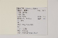 馬尾松藏品圖，第2張