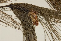 馬尾松藏品圖，第4張