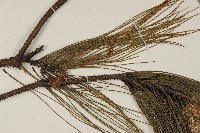 馬尾松藏品圖，第5張