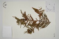 三尖杉藏品圖，第1張