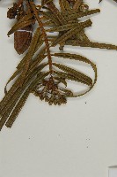 三尖杉藏品圖，第3張