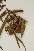 三尖杉藏品圖，第4張