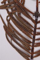 三尖杉藏品圖，第5張