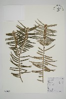 三尖杉藏品圖，第1張