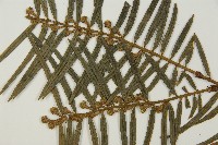 三尖杉藏品圖，第3張