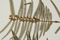 三尖杉藏品圖，第4張