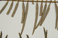 三尖杉藏品圖，第5張