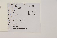 馬尾松藏品圖，第2張