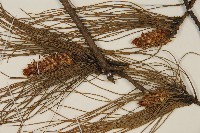 馬尾松藏品圖，第3張