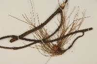 馬尾松藏品圖，第4張