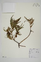 三尖杉藏品圖，第1張