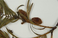 三尖杉藏品圖，第4張