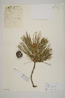 油松藏品圖，第1張