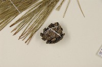 油松藏品圖，第3張