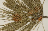 油松藏品圖，第4張