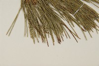 油松藏品圖，第5張