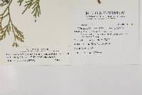 台灣肖楠藏品圖，第2張